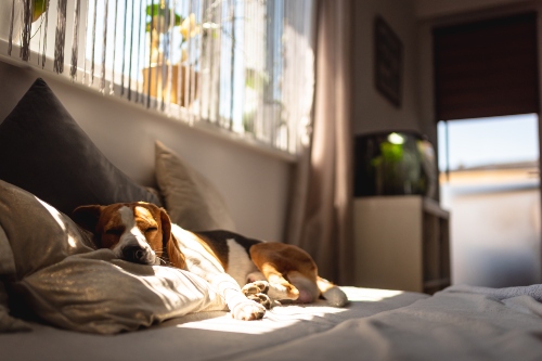 chien endormi sur un lit
