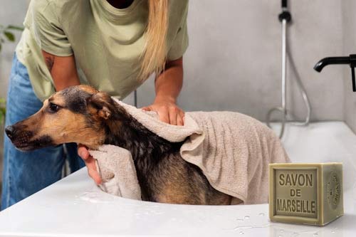 Nettoyage du pelage d'un chien avec du savon de Marseille.