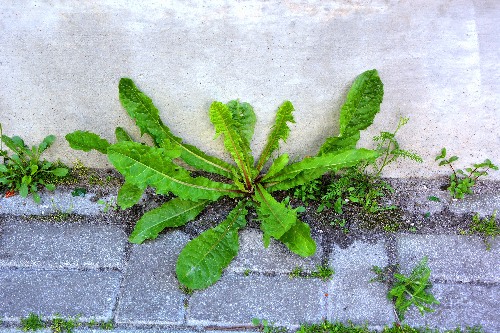 mauvaises herbes sur une allée