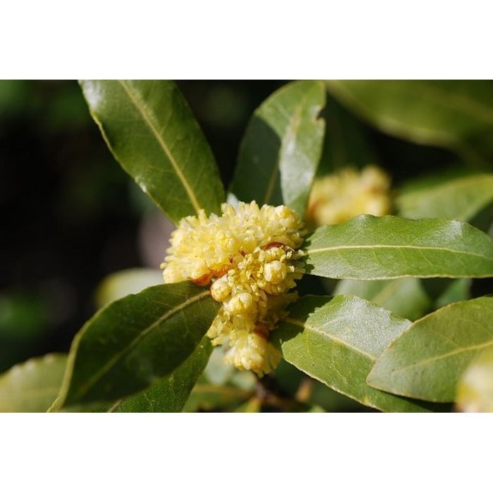 Laurier (Laurus Nobilis) - Fleurs