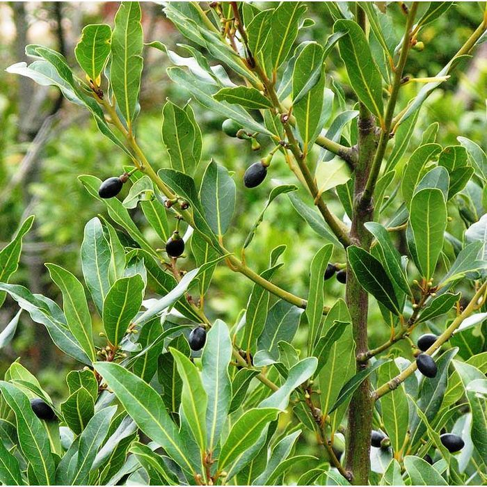 Laurier (Laurus  Nobilis) - Feuilles et baies