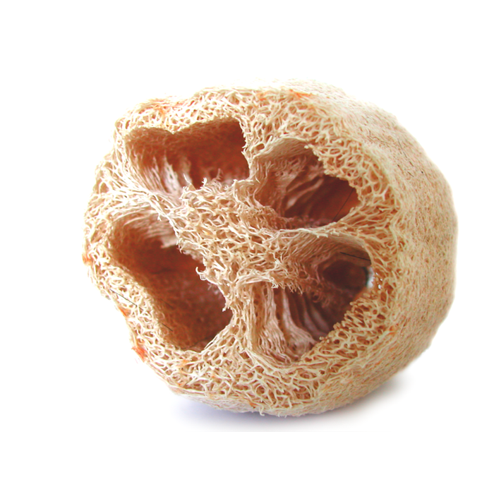 Luffa - Loofah - Loofa - Coupe verticale