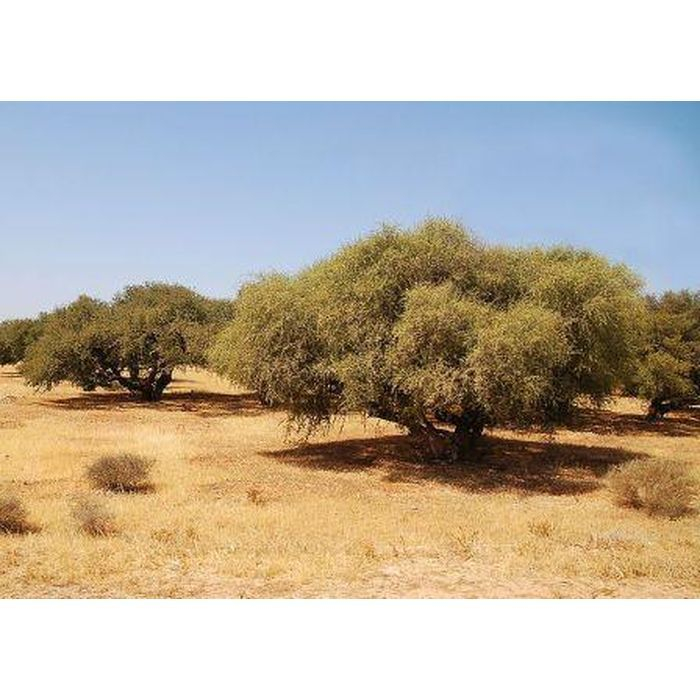 Plantation d'Arganier (produisent les amandons)