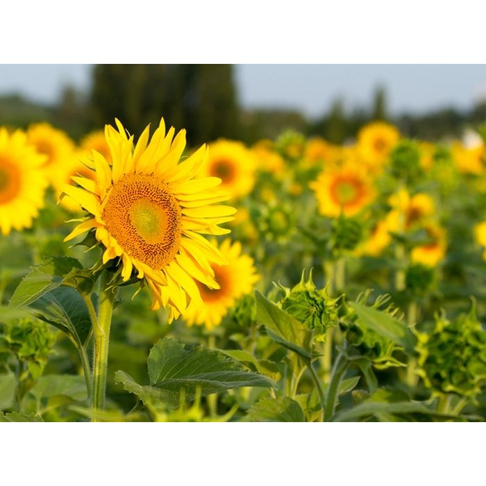 Liniment oléocalcaire à base d'huile de tournesol