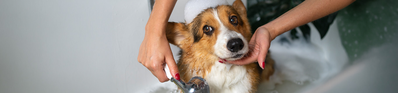 Peut-on utiliser du savon de Marseille pour laver son chien ?