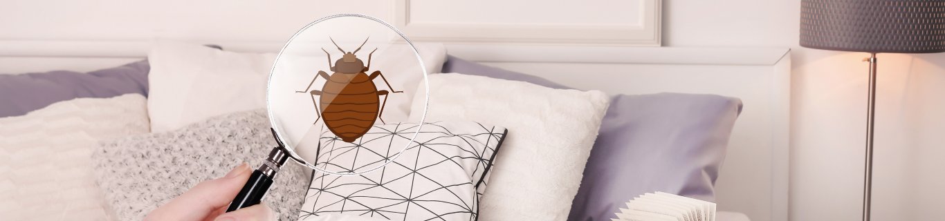 Comment utiliser la terre de Sommières pour lutter contre les punaises de lit ?