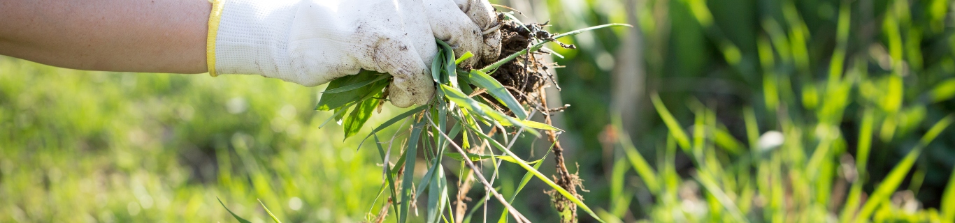 Percarbonate de soude, savon noir, vinaigre blanc : comment bien entretenir son jardin ?