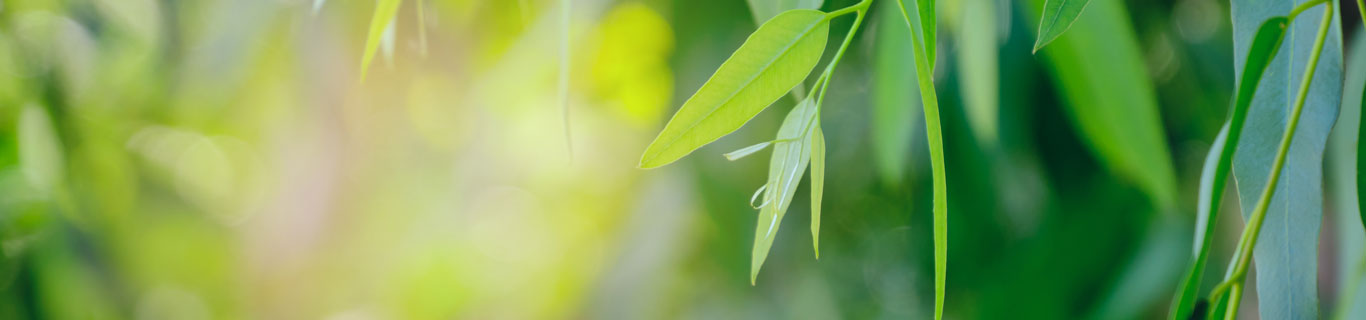 Quelles sont les propriétés de l’huile essentielle d’eucalyptus ?