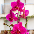 Pourquoi utiliser du bicarbonate de soude sur vos orchidées ?