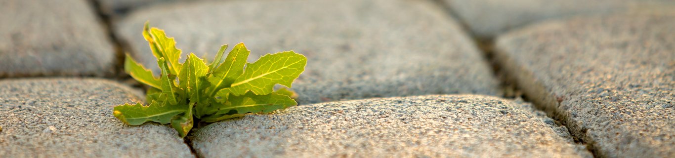 Comment désherber naturellement son jardin avec du vinaigre blanc ?