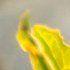 Comment désherber naturellement son jardin avec du vinaigre blanc ?