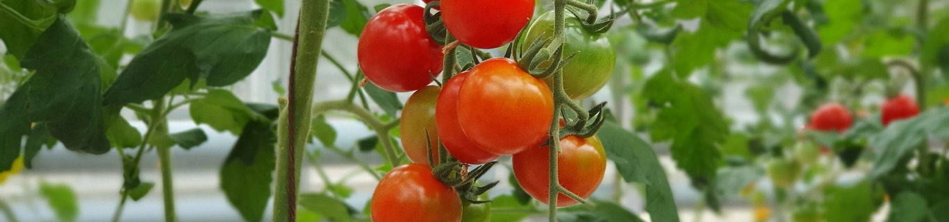 Comment utiliser le bicarbonate de soude pour les pieds de tomates ?