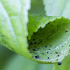 Comment utiliser le savon de Marseille pour en faire un insecticide naturel ? 
