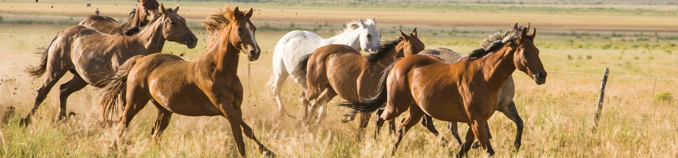 Le lithothamne : une poudre utile pour venir à bout de l'acidité gastrique des chevaux