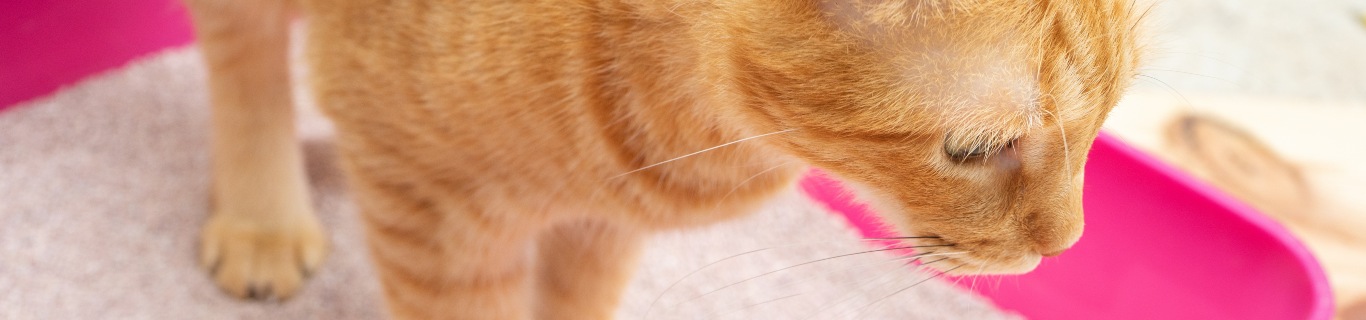 Bicarbonate, vinaigre ou savon noir : que choisir pour nettoyer la litière de son chat ?