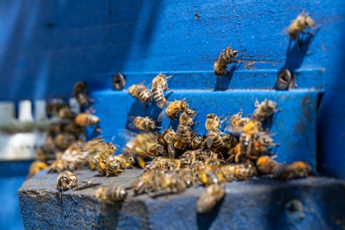 Essaim d’abeilles