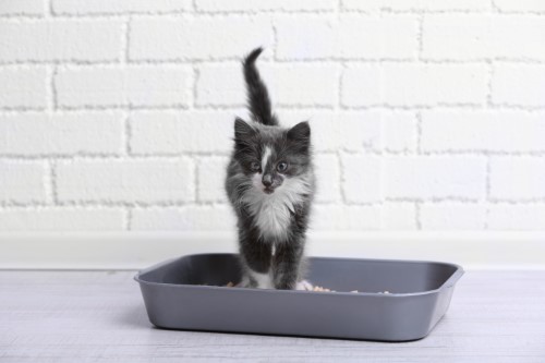 chaton-litiere