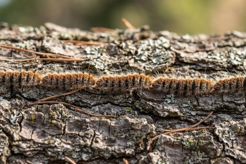 Chenilles processionnaires en file indienne sur un tronc d'arbre.
