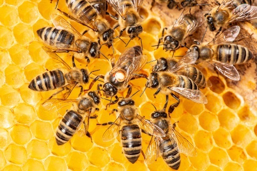 abeilles qui produisent du miel