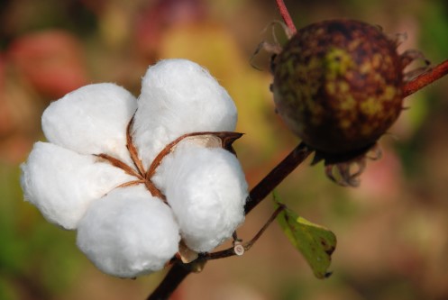 une fleur de coton