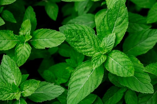 plantation de menthe