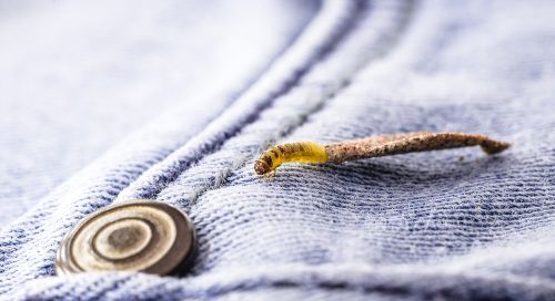 Mite textile sur du jean