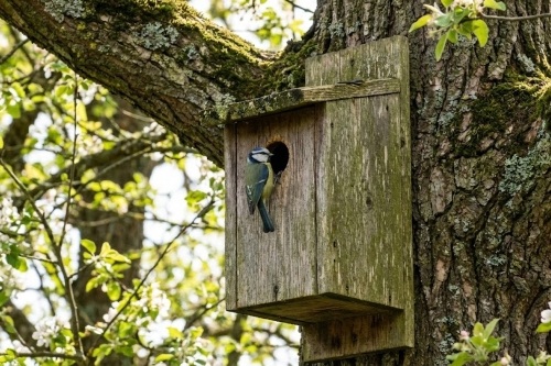 Une mésange près d'un nichoir dans un jardin.