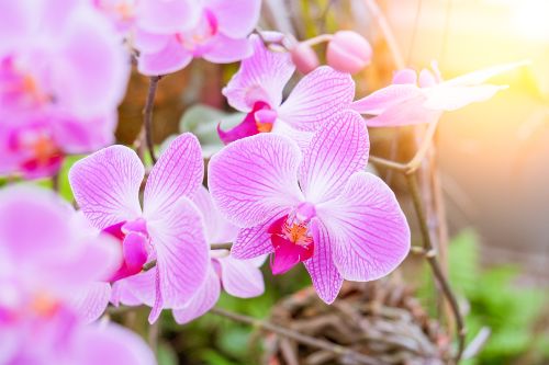 Pourquoi utiliser du bicarbonate de soude sur vos orchidées ?