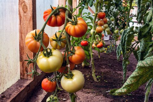 Plants de tomates