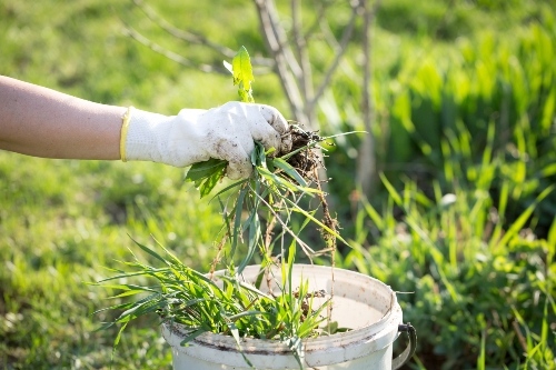 personne qui jette une mauvaise herbe dans un seau