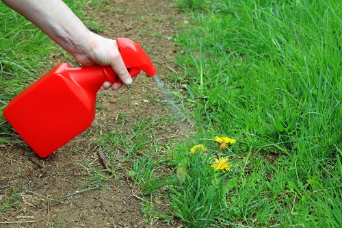 coup de vaporisateur sur une mauvaise herbe
